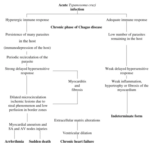 Fig. 2: representation of how the main pathogenetic factors are participating in the development of chronic Chagas’ heart disease.