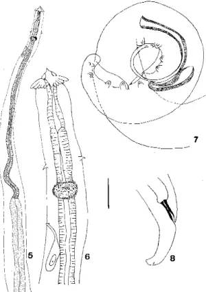 Fig. 8: posterior extremity of female, lateral view. Bar common to all figs. Figs 5, 8 = 0.1, Fig