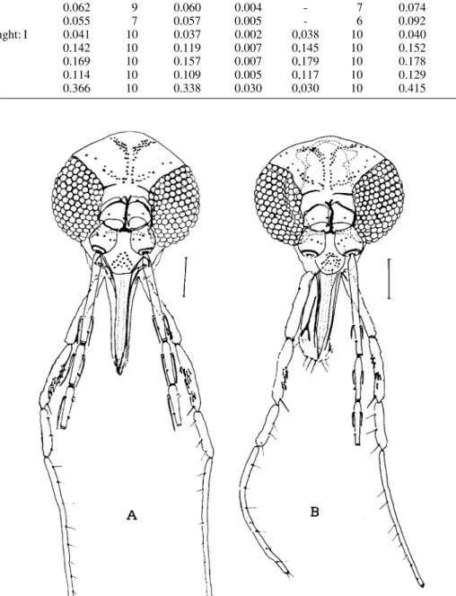 Fig. 1: Lutzomyia (Pintomyia) bianchigalatiae n. sp. - A: head ( E ); B: head ( G ). Bar: 100 µm.