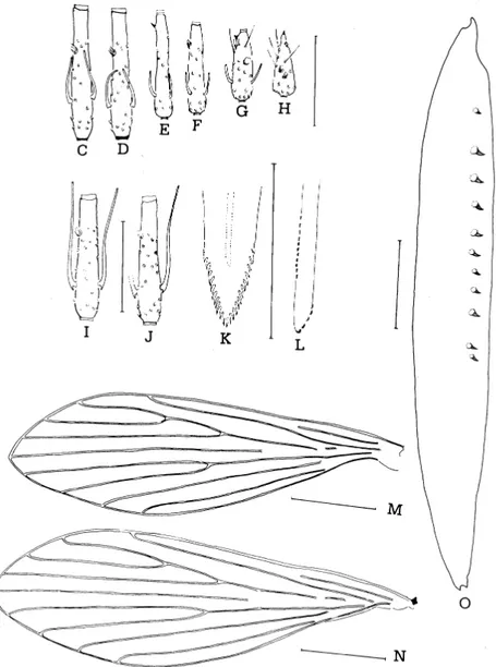 Fig. 2: Lutzomyia bianchigalatiae n. sp. - C: AIV ( G ); D: AV ( G ); E: AXIII ( G ); F: AXIV ( G ); G: AXV ( G ); H: AXVI ( G );