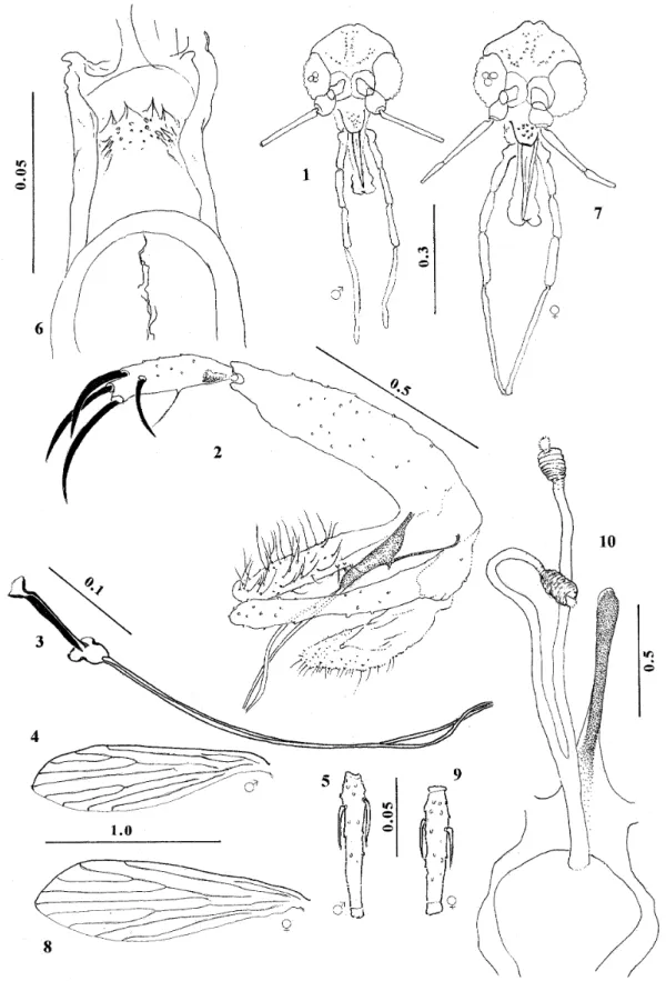 Fig. 3: genital pump and filaments. Fig. 4: wing. Fig. 5: flagellomere II. Fig. 6: cibarium