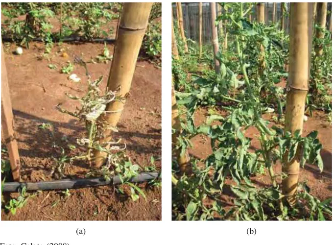 Figura 6 - Comparação visual entre plantas do tomateiro tratada e não tratada com  spinetoram 250 WG
