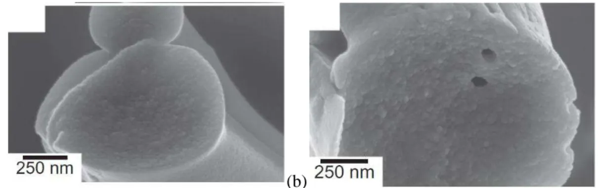 Figura 1.5- MEV das fibras de VB obtidas pela rota sol-gel e electrospun, (a) 100S e (b)  70S30C