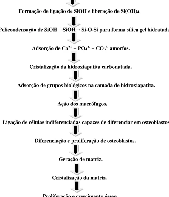 Figura 1.7- Fluxograma mostrando as etapas de reações interfaciais entre o osso e o VB  classe A (HENCH, 2014)