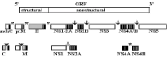Fig. 1: schematic of the flavivirus genome structure expres- expres-sion.  The top represents the whole flavivirus genome with the structural and nonstructural protein coding regions