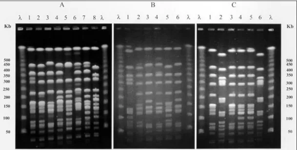 Fig. 1:  λ : lambda ladder pulsed field gel electrophoresis marker (50-1000 Kb);  A (lanes 1-8): chromossomal profiles detected in 43 strains of methicilin resistant Staphylococcus aureus from anterior nares of newborns - 1: A (26 strains); 2: A1 (5 strain