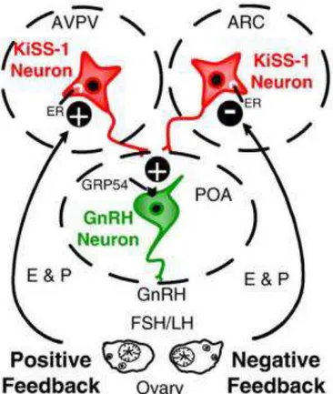 Fig.  1  – Representação dos núcleos cerebrais envolvidos com o controle da ativação dos neurônios  GnRH,  mediante  as  alças  de  retroalimentação  mediada  pelos  esteroides  ovarianos