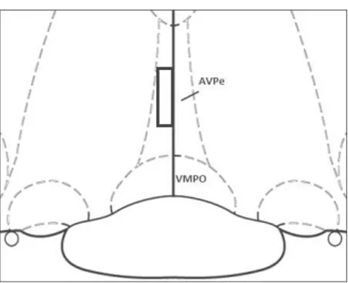 Fig.  7  -  Esquema  mostrando  o  procedimento  para  contagem  dos  neurônios  imunorreativos  para  Fos  (FRA) no AVPe