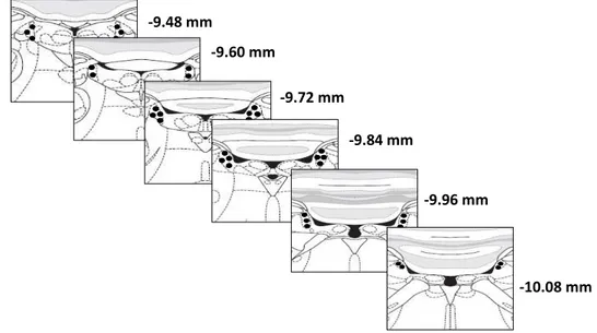 Fig.  8  -  Esquema  mostrando  o  procedimento  para  contagem  dos  neurônios  imunorreativos  para  FRA/TH  no  LC