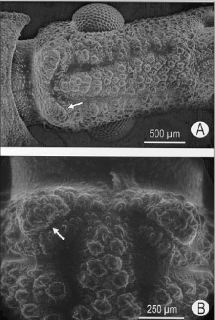 Fig. 1 - A: scanning electron micrograph view of a Triatoma infestans fifth instar larva head