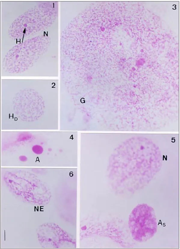 Figs 1-6: nuclear phenotypes in Feulgen-stained Malpighian tubules of Panstrongylus megistus nymphs subjected to cold shock.