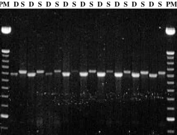 Fig. 4: agarose gel electrophoresis of PCR amplified rDNA gene using ITS1-ITS4 primers