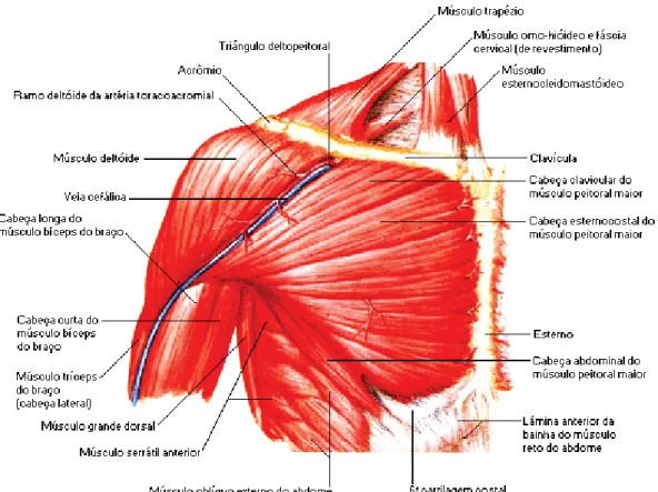 Figura 4 - Vista do músculo peitoral maior (NETTER, 1999).