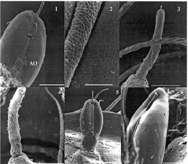 Fig. 1: Lutzomyia longipalpis antenna (bar = 9 µm). Fig. 2: detail of the L. longipalpis antenna, showing the multiporous papilla (bar = 1.38 µm)