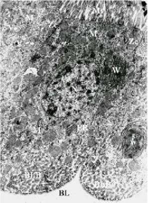Fig. 2: longitudinal section of midgut region after emergence of Lutzomyia intermedia female showing colunar cells (Cc), nucleus (N) and Malpighian tubules (MT) (x 5,500)