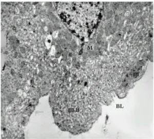 Fig. 4: electron micrograph of a transverse section of the anterior midgut region of a Lutzomyia intermedia female, after emergence; microvilli (Mv), whorls (W), ribosomes (r) (x 2,100)