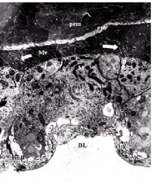 Fig. 8: electron micrograph of a transverse section of the anterior midgut region of Lutzomyia intermedia female, 24 h after bloodmeal showing the vacuoles (v), lipidic  in-clusions (L), muscle (m), basal labyrinth (BLB), microvilli (Mv) and basal lamina (