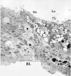Fig. 12: electron micrograph of a transverse section of the anterior midgut region of Lutzomyia intermedia female, 72 h after bloodmeal