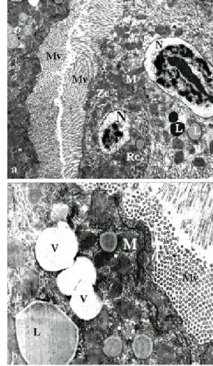 Fig. 14: electron micrograph of a transverse section of the anterior midgut region of Lutzomyia intermedia female, 5 days after bloodmeal showing whorls (W) once again,  un-dulating basal lamina (BL), basal labyrinths in contact with region of the cell api