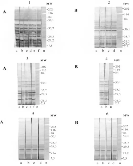 Fig. 1: antigenic recognition of polypeptides of Trypanosoma evansi experimentally infected by Wistar rats with isolates: