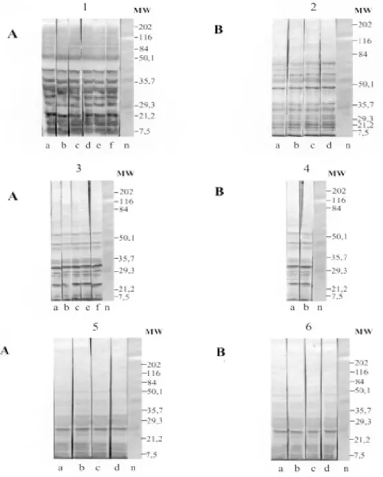 Fig. 1: antigenic recognition of polypeptides of Trypanosoma evansi experimentally infected by Wistar rats with isolates: