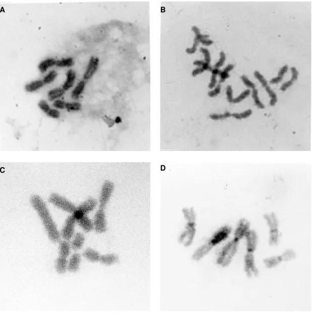 Fig. 3:  karyotypes of Psorophora confinnis cultured cells showing. A: metaphase with the normal diploid number;  B: tetraploidia (4n=12) from a cell in passage 53; C: aneuploid metaphase with an extra chromosome 1; D: karyotype treated to develop techniqu