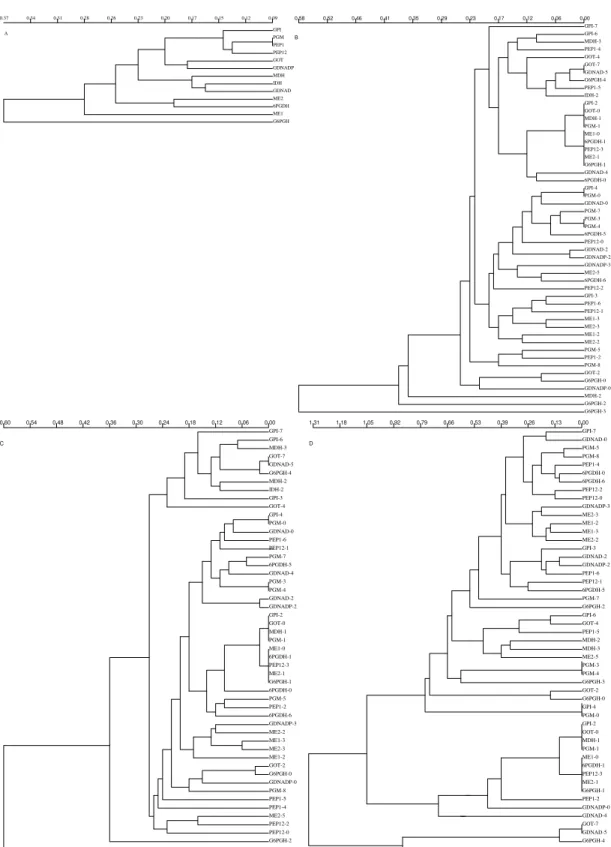 Fig. 2-A: UPGMA analysis of the spatial autocorrelation coefficients with the Moran’s I index of the 13 isoenzymatic loci analyzed in this study, considering genotypic unordered multistates having defined seven distance classes with constant  geo-graphical