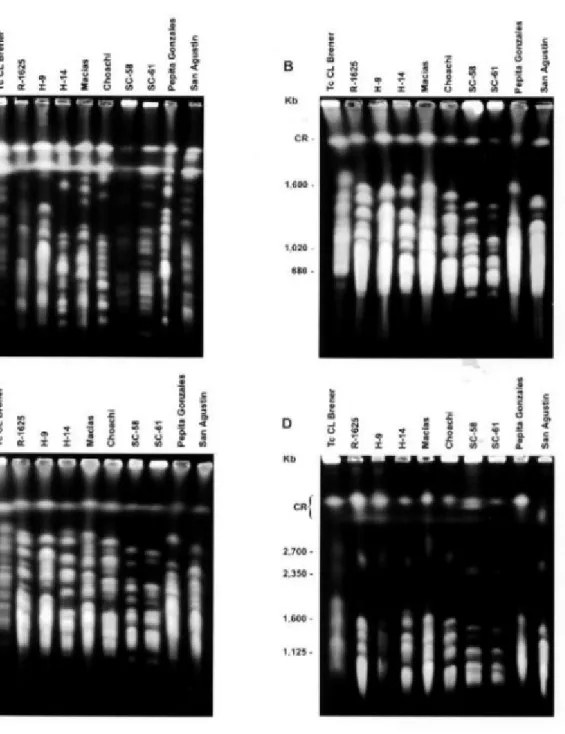 Fig. 1: molecular karyotype of Trypanosoma rangeli and T. cruzi isolates revealed after ethidium-bromide staining of contour- contour-clamped homogeneous electric field electrophoresis gel