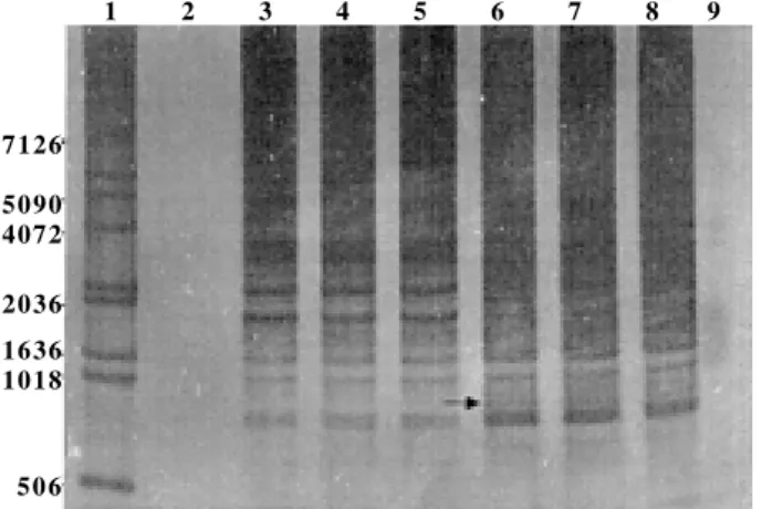 Fig. 5: random-amplified polymerase chain reaction from genomic DNA of Biomphalaria glabrata strains resistant and susceptible using arbitrary primer 12