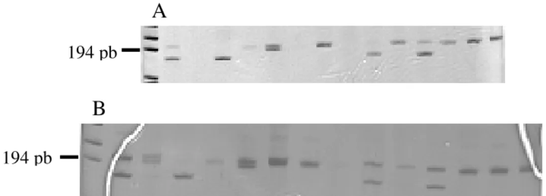 Fig. 2: polymorphism detected in two microsatellite loci, A: BH795455 containing TAGA repeats and B: BH795456 containing AAT repeats using DNA extracted from 14 individual adult worms of the LE strain, respectively