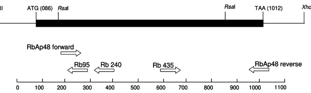 Fig. 1: schematic representation of the strategies used for cloning and sequencing the SmRbAp48 cDNA