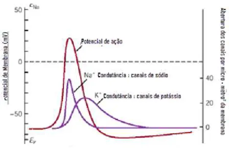 Figura  1.1-  Variações  da  condutância  para  o  sódio  e  para  o  potássio  durante  um  potencial  de