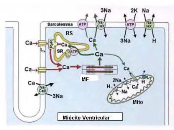 Figura  1.5  -  Esquema  geral  do  ciclo  do  íon  Ca 2+   no  miócito  cardíaco  e  principais  mecanismos  envolvidos  no  acoplamento  excitação-contração  e  relaxamento  cardíaco