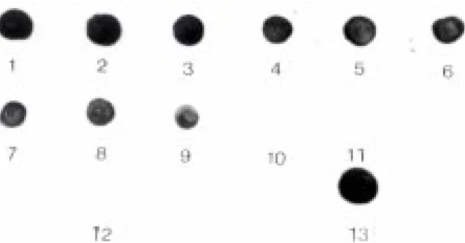 Fig. 1: Dot blot hybridization of Mycobacterium tuberculosis Mtp- Mtp-40 specie-specific fragment, in some clinical samples and controls.