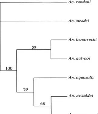 Fig. 4:  the single tree identified by unweighted parsimony analysis of the combined rDNA (ITS2) and mtDNA (COII) data