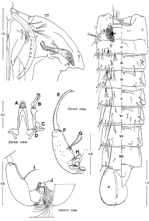Fig. 2:  Anopheles galvaoi.  Male genitalia and pupa. A: aedeagus; B: dorsal claspette; C: gonocoxal apodeme; D; parameter; E: gonostylus;