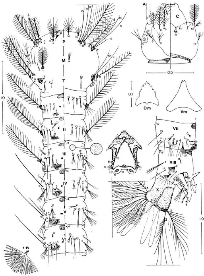 Fig. 3:  Anopheles galvaoi. Larva. A: antenna; C: head; Dm: dorsomentum; P: prothorax; M: mesothorax; T: metathorax; Vm: ventromentum;