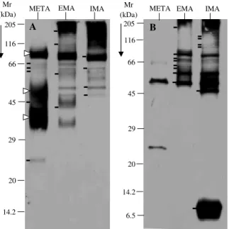 Fig. 4:  Western blot analyses of different stages of Trypanosoma cruzi (EPm6) using anti-metacyclic trypomastigote serum (anti-META, A) and anti-intracellularly-derived metacyclic amastigote serum (anti-IMA, B) as described in Materials and Methods