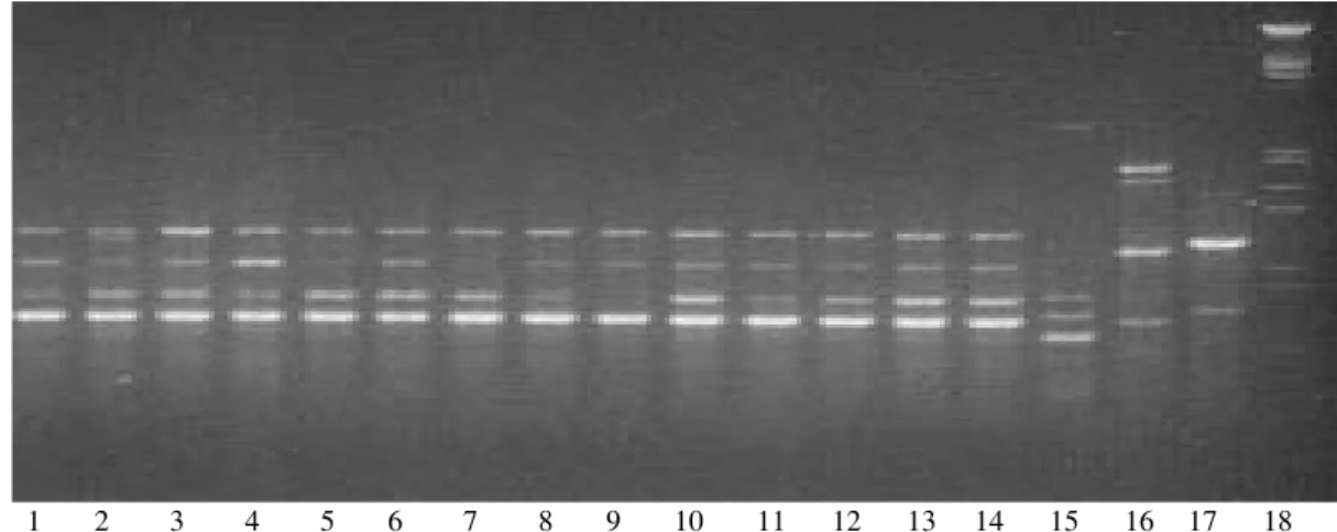 Fig. 1: randon amplified polymorphic DNA patterns obtained with the primer A3 for the Candida albicans stocks from Nicaragua: 1.