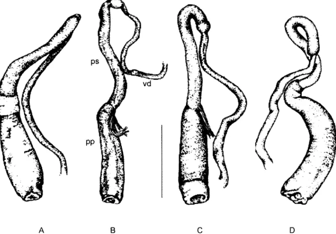 Fig. 3: penial complex of Biomphalaria kuhniana in different localities from Colombia: A: Llanogrande; B: Porce; C: Segovia; D: Acacías, pp: prepuce, ps: penis sheath, vd: vas deferens