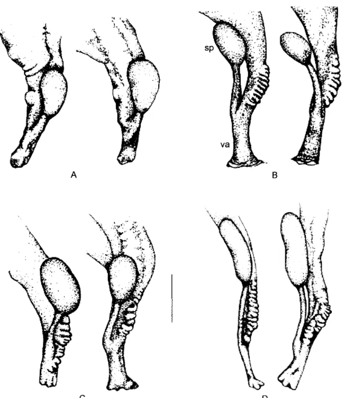 Fig. 4: diversity of vaginal corrugation in Biomphalaria kuhniana from Colombia: A: Llanogrande; B: Porce; C: Segovia; D: Acacías; sp: