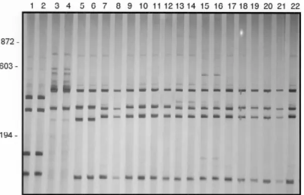 Fig. 5: silver-stained 6% polyacrylamide gels showing restriction fragment length polymorphism profiles obtained after digestion of the rDNA internal transcribed spacer with DdeI enzyme