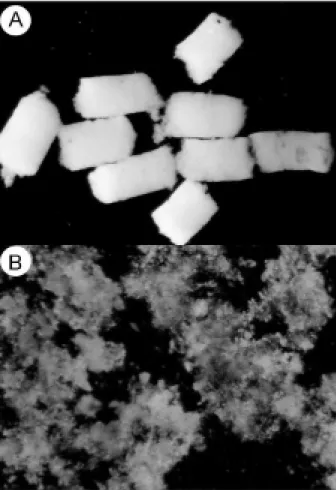 Fig. 3: transversal sections of Aedes aegypti larval midgut. A: light micrograph of  larva fed during 4 h on 1% latex beads (control; x 630), and  B: larva fed during 4 h on Derris urucu extract (x 630).