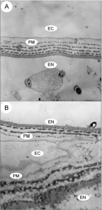 Fig. 4: transversal sections of Aedes aegypti peritrophic matrix. A: