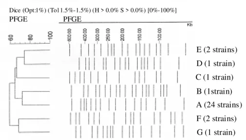 Fig. 2: dendrogram of the seven (A-G) pulsed field gel electrophoresis patterns (PFGE) detected in 32 Pseudomonas aeruginosa strains isolated from blood culture of neonatal intensive care unit newborns.