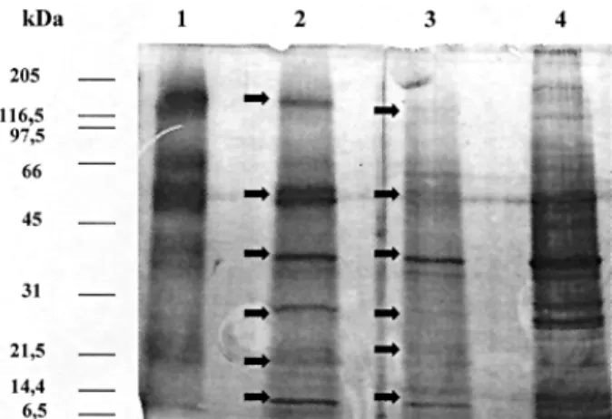 Fig. 1: SDS-PAGE, lane 1: Anisakis simplex EAS antigen; lane 2: A.