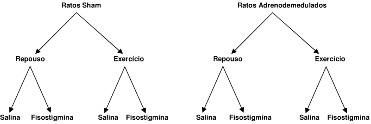 Figura  2.  Esquema  demonstrativo  das  oito  situações  experimentais  que  foram  analisadas  neste  estudo