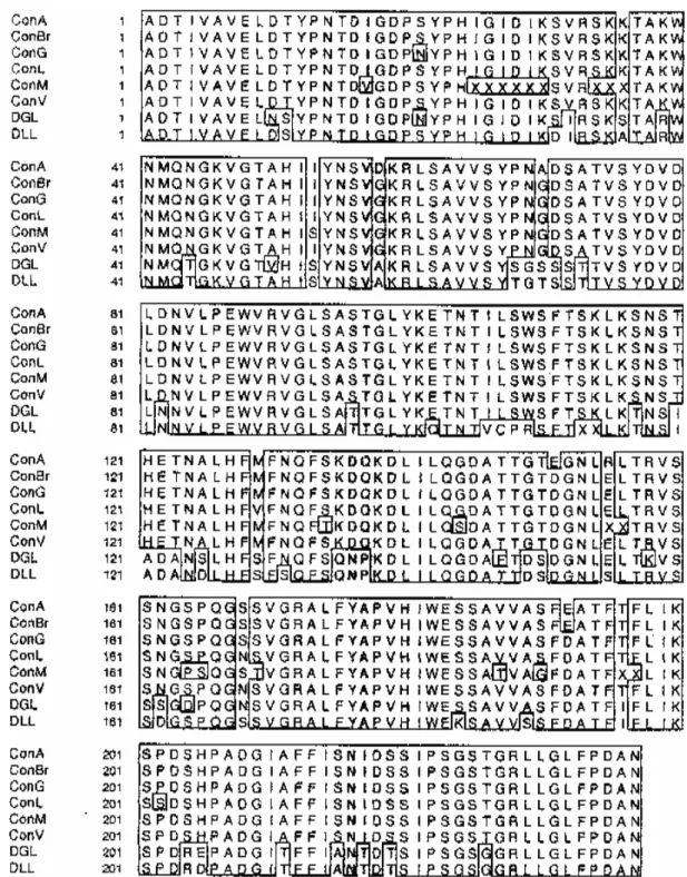 Fig. 3: comparison of the amino acid sequences of ConA from Canavalia ensiformis, ConBr from C