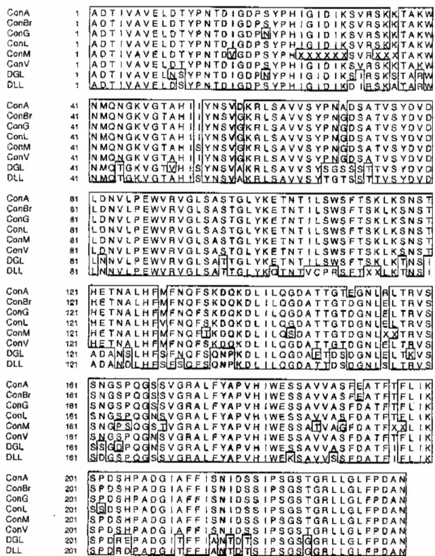 Fig. 3: comparison of the amino acid sequences of ConA from Canavalia ensiformis, ConBr from C