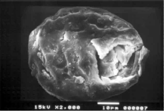 Fig 2: ancient egg of Ascaris sp. with a broken shell after passage of ultrasonic wave (20 min at 60°C).